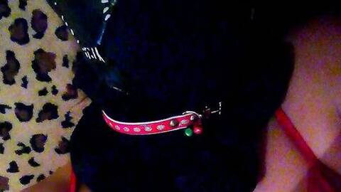 KittyCatGirl KittyCatGirl